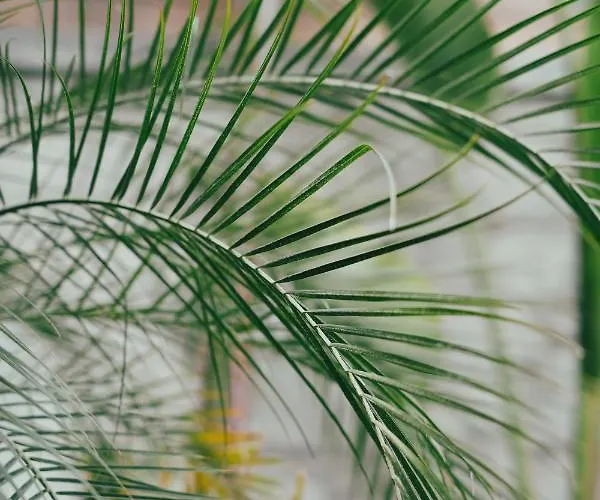 Hotel Derin (adults Only) 2*